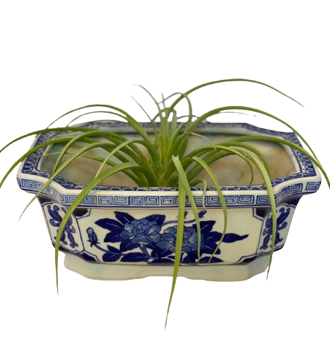 Chinoiserie Planter w/Plant